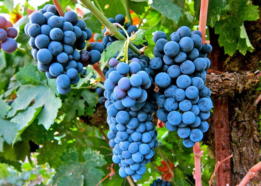 Giống nho đỏ Cabernet Sauvignon